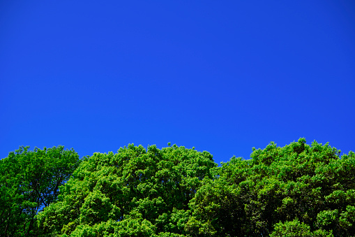 Looking up at treetops and the clear sky with copy space.