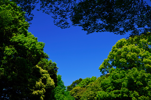 Looking up at natural frame of treetops against clear sky.