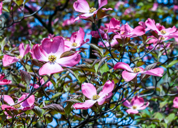 istock Pink dogwoods flowers on a sunny day 1224077176