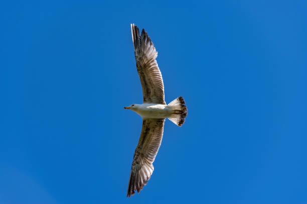 istock Huge seagull flying on the blue sky 1224078020