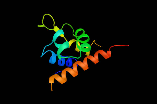 istock Alpha-actinin 2, a protein which crosslinks filamentous actin molecules and titin molecules from adjoining sarcomeres at Z-discs, a function that is modulated by phospholipids. 3d rendering 1224079236
