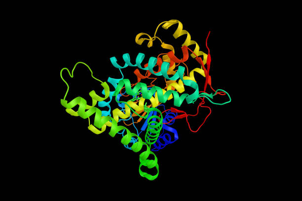 istock Aromatase (estrogen synthase), an enzyme responsible for a key step in the biosynthesis of estrogens. 3d structure 1224079375
