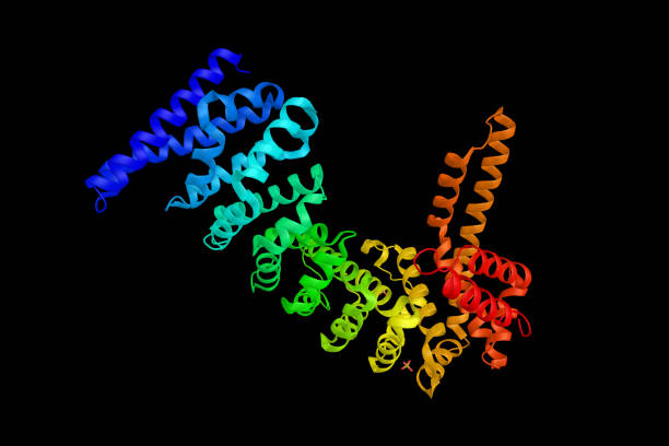 istock Beta-catenin-like protein 1, a protein which contains an acidic domain, a bipartite nuclear localization signal, a nuclear export signal, a leucine-isoleucine zipper, and phosphorylation motifs. 1224079449