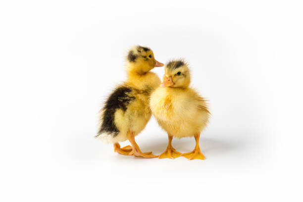 istock two little ducks closeup isolated 1224079507