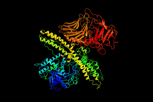 Botulinum toxin (3d structure) which prevents the release of the neurotransmitter acetylcholine from axon endings at the neuromuscular junction. Infection with the bacterium causes botulism.