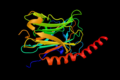 Calreticulina, una proteína que se une a las proteínas dobladas en sí y evita que se exporten desde el retículo endoplasmático al aparato Golgi. Renderizado 3D photo