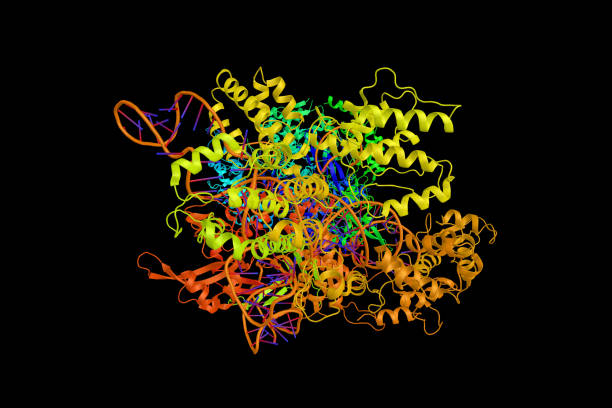 CRISPR-CAS9 (3d structure), a gene editing complex. CRISPR are segments of prokaryotic DNA containing short, repetitive base sequences CRISPR-CAS9 (3d structure), a gene editing complex from Streptococcus pyogenes. CRISPR are segments of prokaryotic DNA containing short, repetitive base sequences. crispr photos stock pictures, royalty-free photos & images