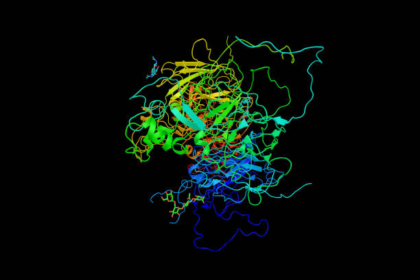 istock Factor VIII (3d structure), an essential blood-clotting protein, also known as anti-hemophilic factor (AHF). In humans, factor VIII is encoded by the F8 gene. 1224080350