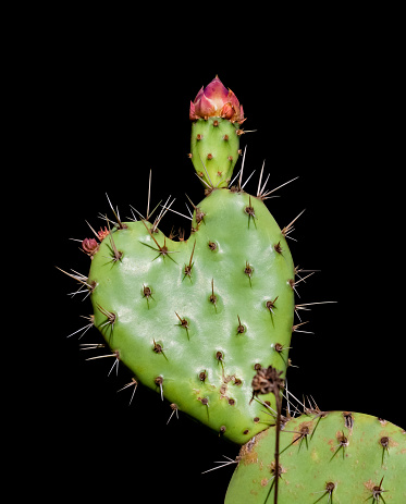 heart shaped prickly pear cactus close up isolated on a black background