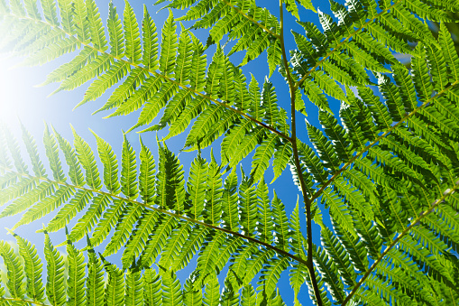 Close up photo of green fern leaves with blue sky in the background and sunburst