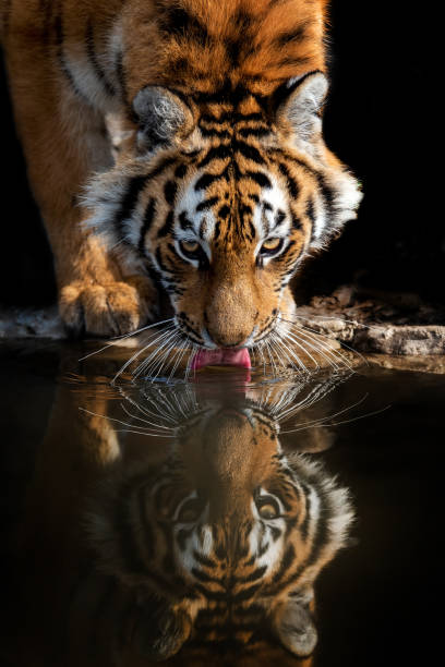 istock Tiger male drinking water 1224081568