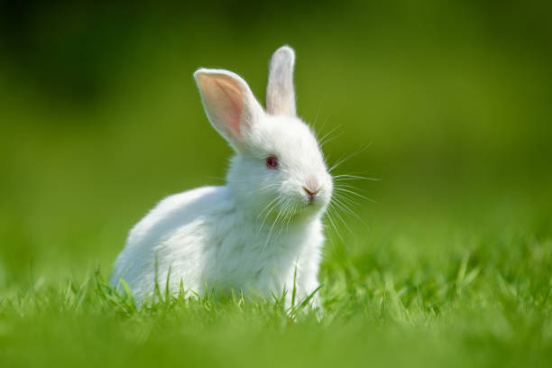 istock Funny  little white rabbit on spring green grass 1224081608
