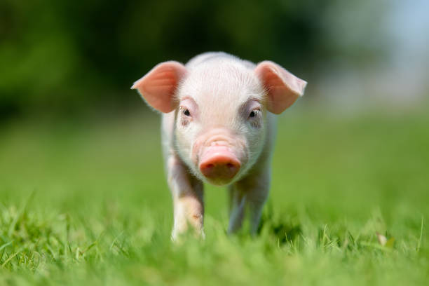 istock Funny  little ping piglet on spring green grass 1224081610