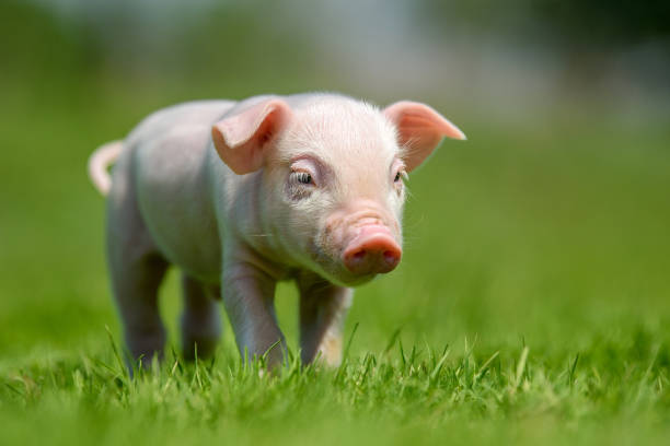 istock Funny  little ping piglet on spring green grass 1224081611