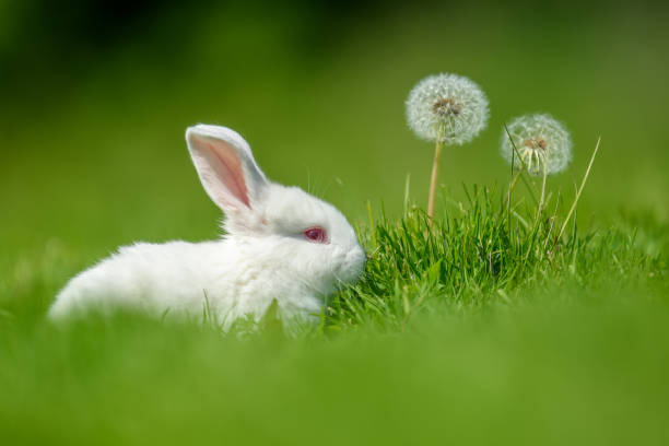 istock Funny  little white rabbit on spring green grass 1224081615