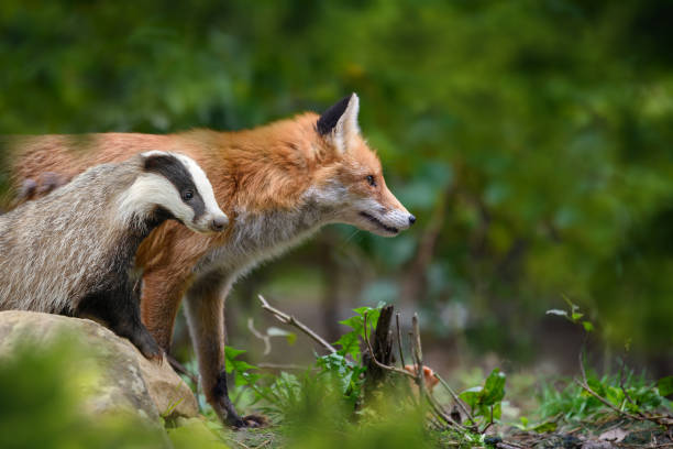 Red Foxand badger, beautiful animal on green vegetation in the forest, in the nature habitat Red Fox, Vulpes vulpes and badger, beautiful animal on green vegetation in the forest, in the nature habitat. Wildlife nature, Europe meles meles stock pictures, royalty-free photos & images