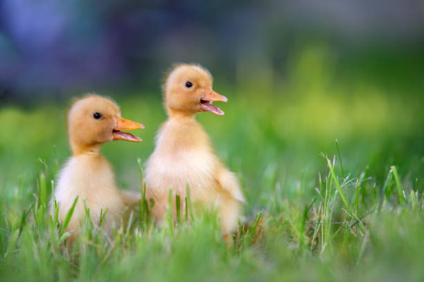 istock Funny  Little yellow duckling on spring green grass 1224081620