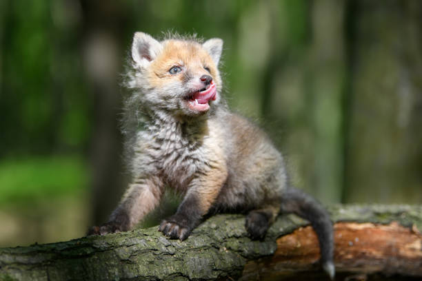 istock Red fox, vulpes vulpes, small young cub in forest on branch 1224081641