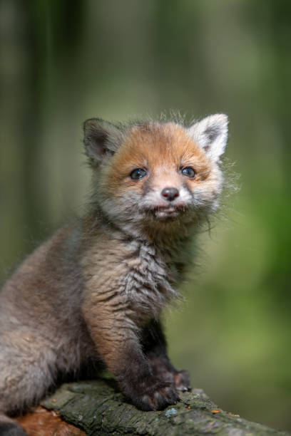istock Red fox, vulpes vulpes, small young cub in forest on branch 1224081643