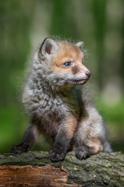 istock Red fox, vulpes vulpes, small young cub in forest on branch 1224081650