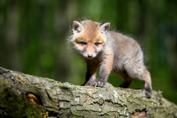 istock Red fox, vulpes vulpes, small young cub in forest on branch 1224081655
