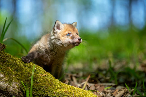 istock Red fox, vulpes vulpes, small young cub in forest 1224081656