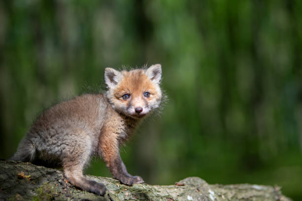 istock Red fox, vulpes vulpes, small young cub in forest on branch 1224081657