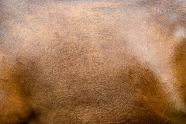 istock Close-up of textured pelt from a brown horse 1224081663