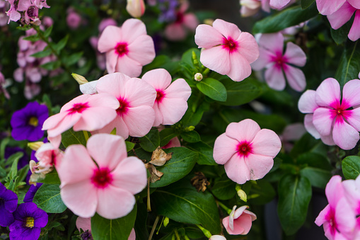 Close up photo of pink Impatiens flowers