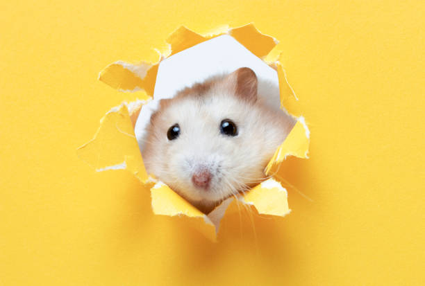 un pequeño hámster esponjoso mira a través del papel desigual amarillo, copia de espacio - fun mouse animal looking fotografías e imágenes de stock