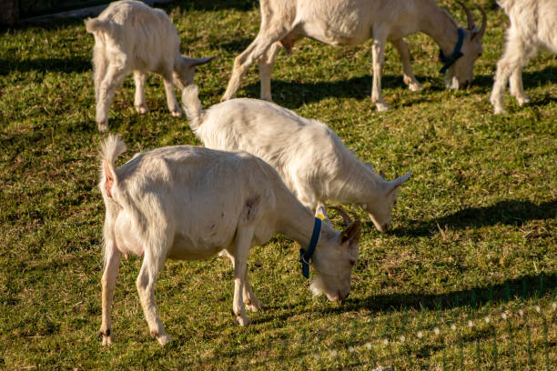 istock Many white goats on the meadow 1224085222