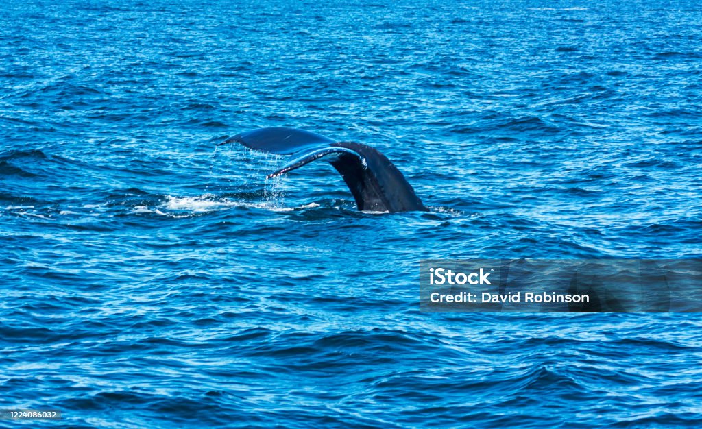 Humpback Whale Gulf Of Maine Stock Photo Download Image Now Animal