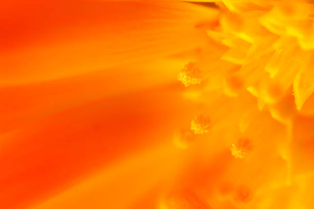 bellezza floreale fragilità giallo calendula marigold stamen - pot marigold single flower flower flower head foto e immagini stock