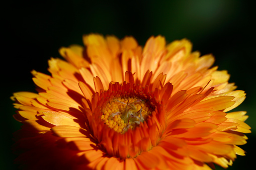 Close up of beautiful Marigold flower pattern in the garden. Tagetes erecta, Mexican, Aztec or African marigold .