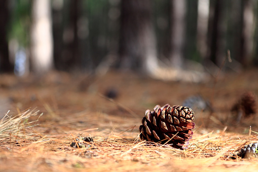 Close up of evergreen tree with cone.macro