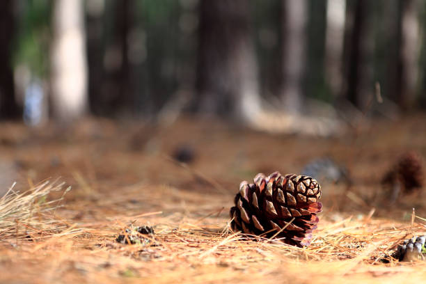 Forrest Floor Pine Cone Single Object Close-Up - fotografia de stock