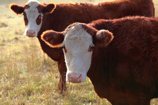 Two Polled Hereford Calves