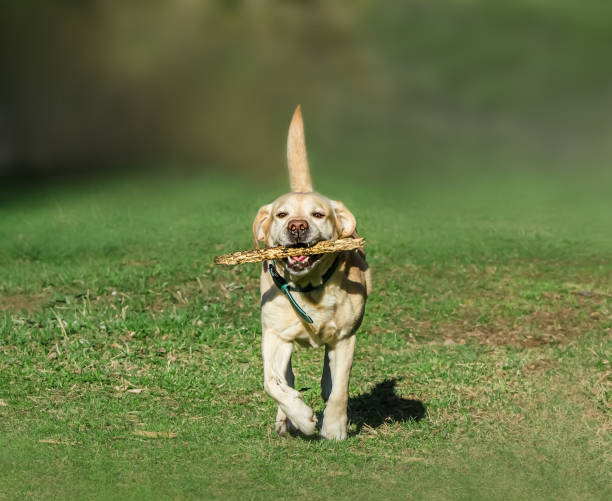 istock white adorable labrador with stick runs outdoors. 1224087947