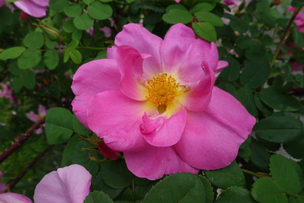 istock Eglantine  A single flower  Home garden 1224089105