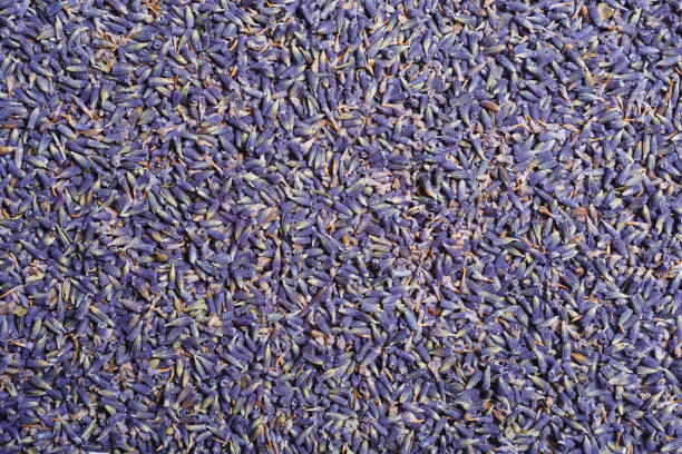 Background of dry lavender flowers.