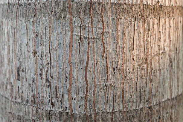 istock Closeup of tree bark texture with evening sunlight 1224090202