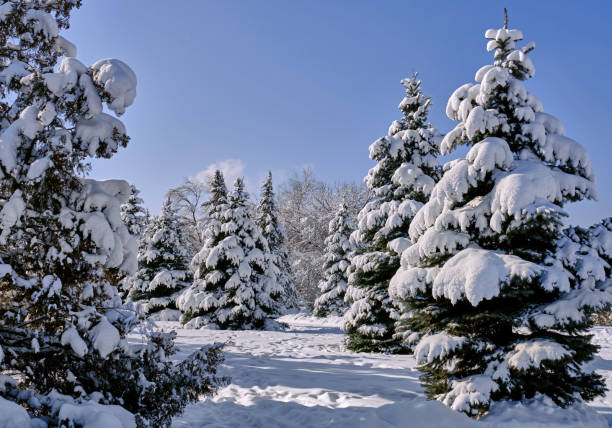istock City Park Spruce Snowfall Winter 1224092176