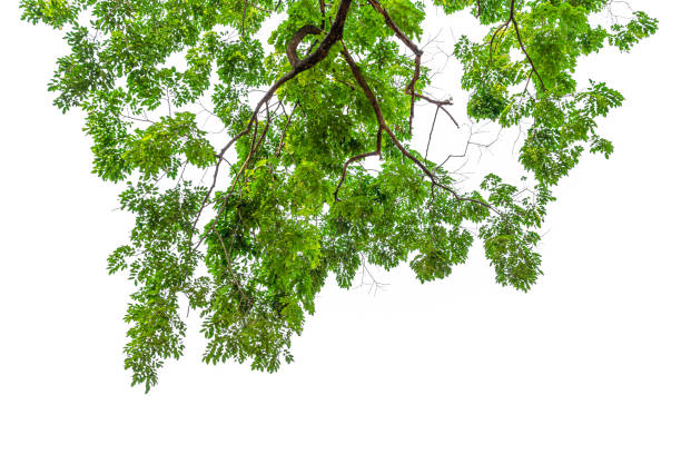 istock Green leaves on white background. 1224092411