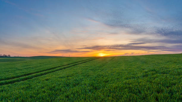 istock spring panorama of green sown crops during sunset 1224093222