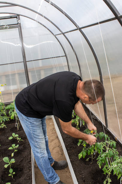 istock A man working in a greenhouse with summer vegetables 1224093324