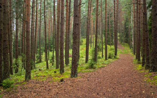 istock Panoramic view of wild pine forest in Belarus national park 1224094548