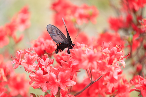 Papilio macilentus and red azalea flowers