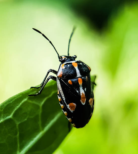 schwarze farbe insekt sitzt auf den grünen blättern. - ladybug wheat nature insect stock-fotos und bilder