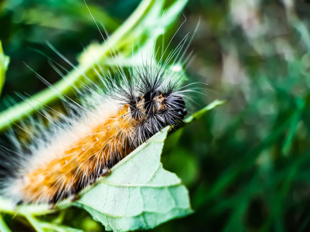 istock Caterpillar sitting on the green leaves and eating. 1224095470