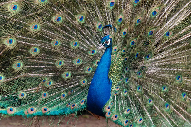 istock Close up of beautiful peacock is flaunting its tails. 1224095704